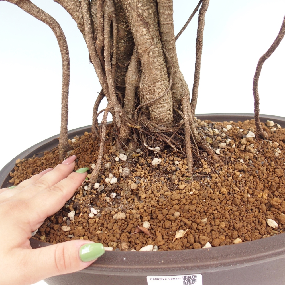 Izbový bonsaj - Ficus kimmen - drobnolistý fikus - len osobný odber alebo preprava na paletách