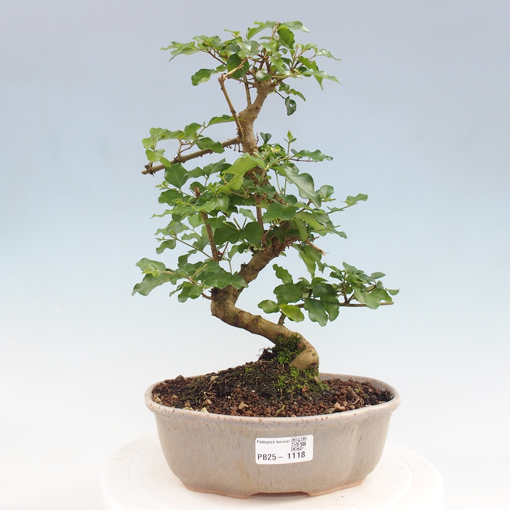 Izbová bonsai -Ligustrum chinensis - Vtáčí zob