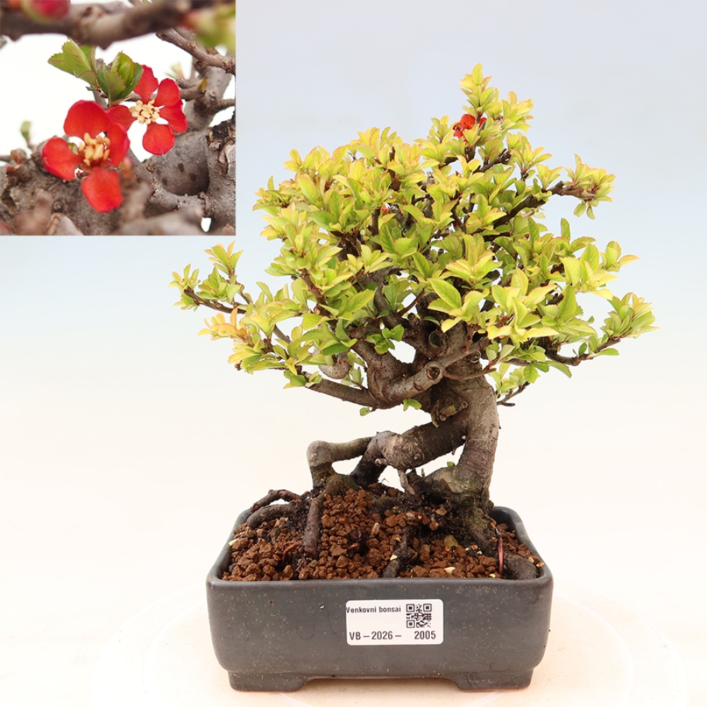 Vonkajší bonsaj - Chaneomeles speciosa Chojubai