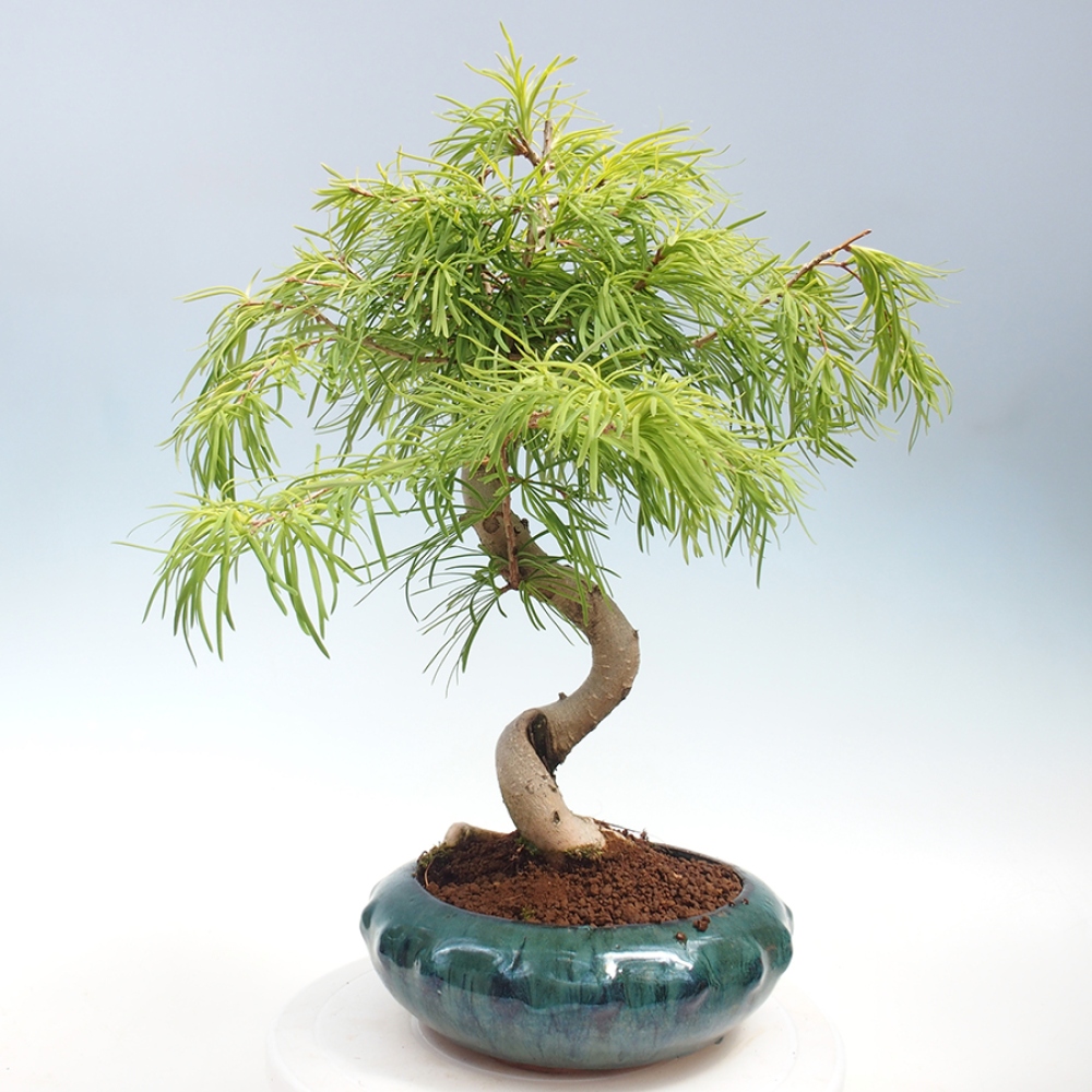 Vonkajší bonsai - Pamodrín - Pseudolarix amabis
