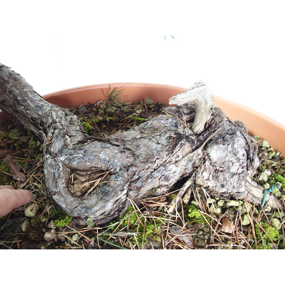 Yamadori - Pinus sylvestris Španielsko