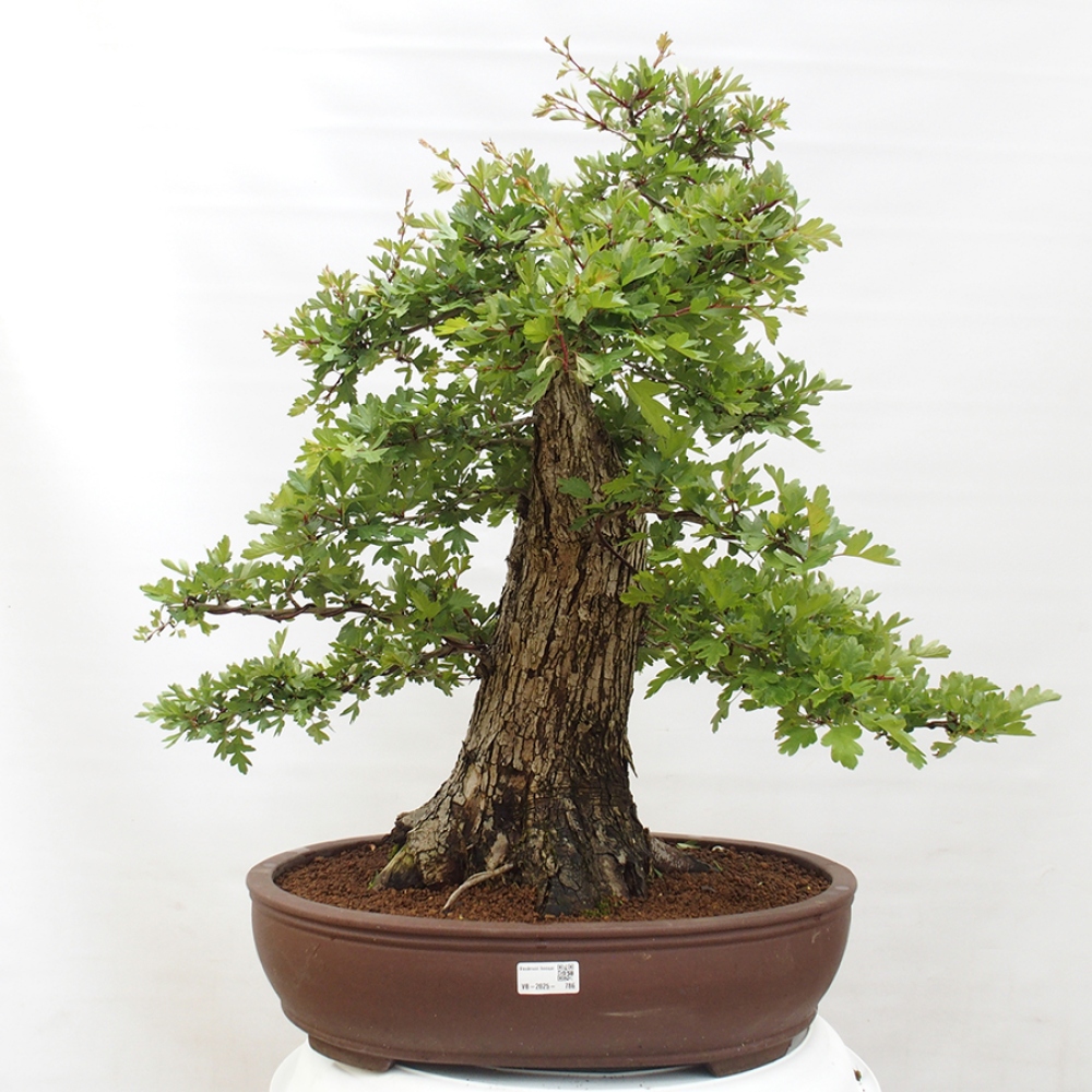 Vonkajší bonsai - Hloh - Crataegus monogyna