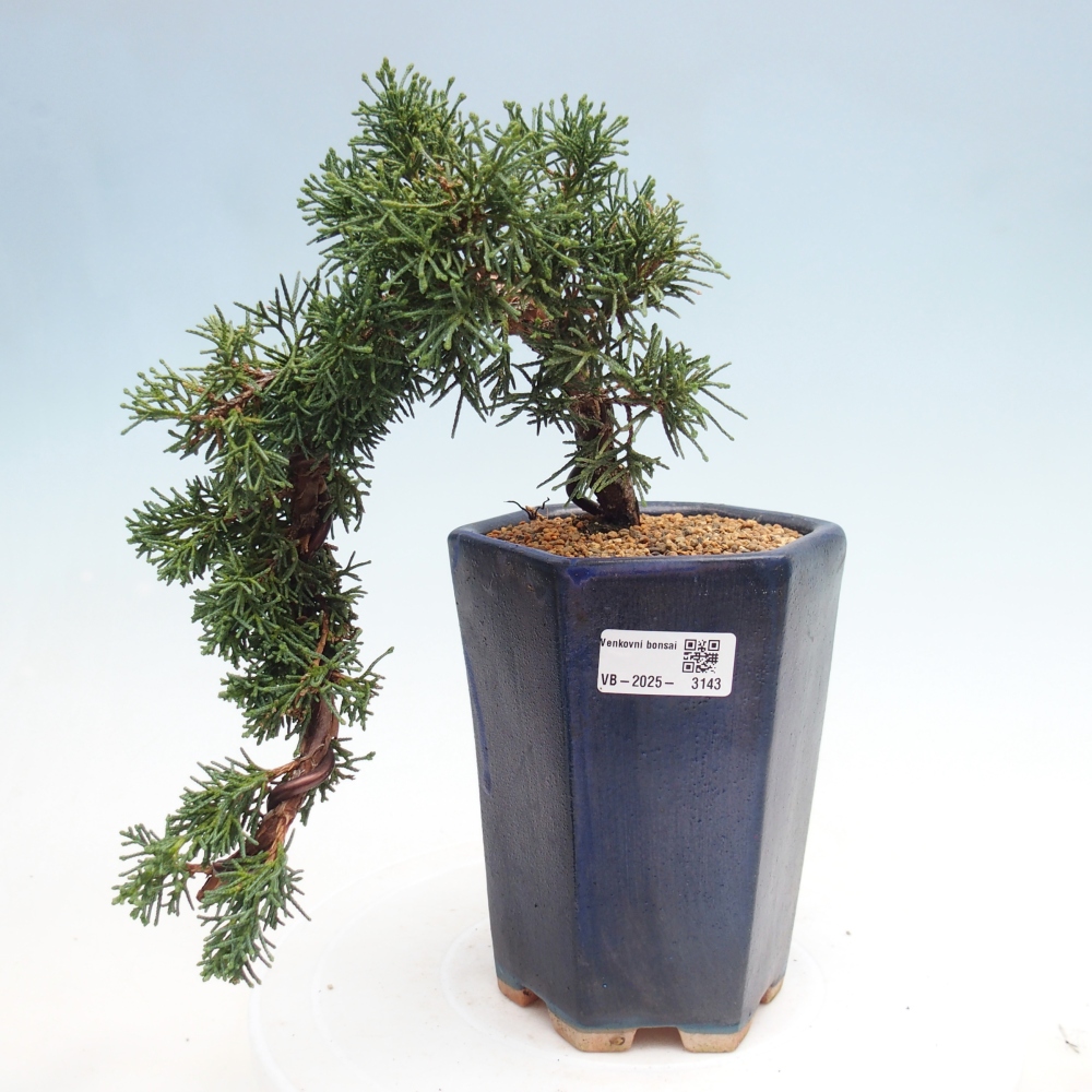 Vonkajší bonsai - Juniperus chinensis Kishu -Jalovec čínsky
