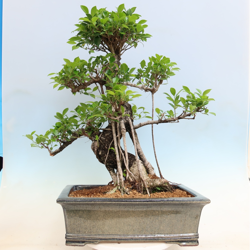 Izbové bonsaje - Ficus kimmen - drobnolistý fikus