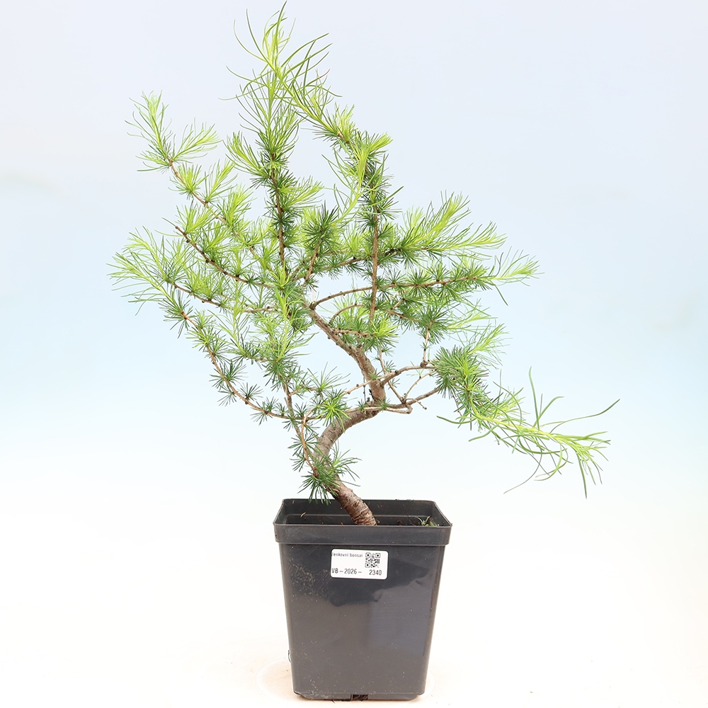 Vonkajšie bonsaje -Larix decidua - Smrekovec