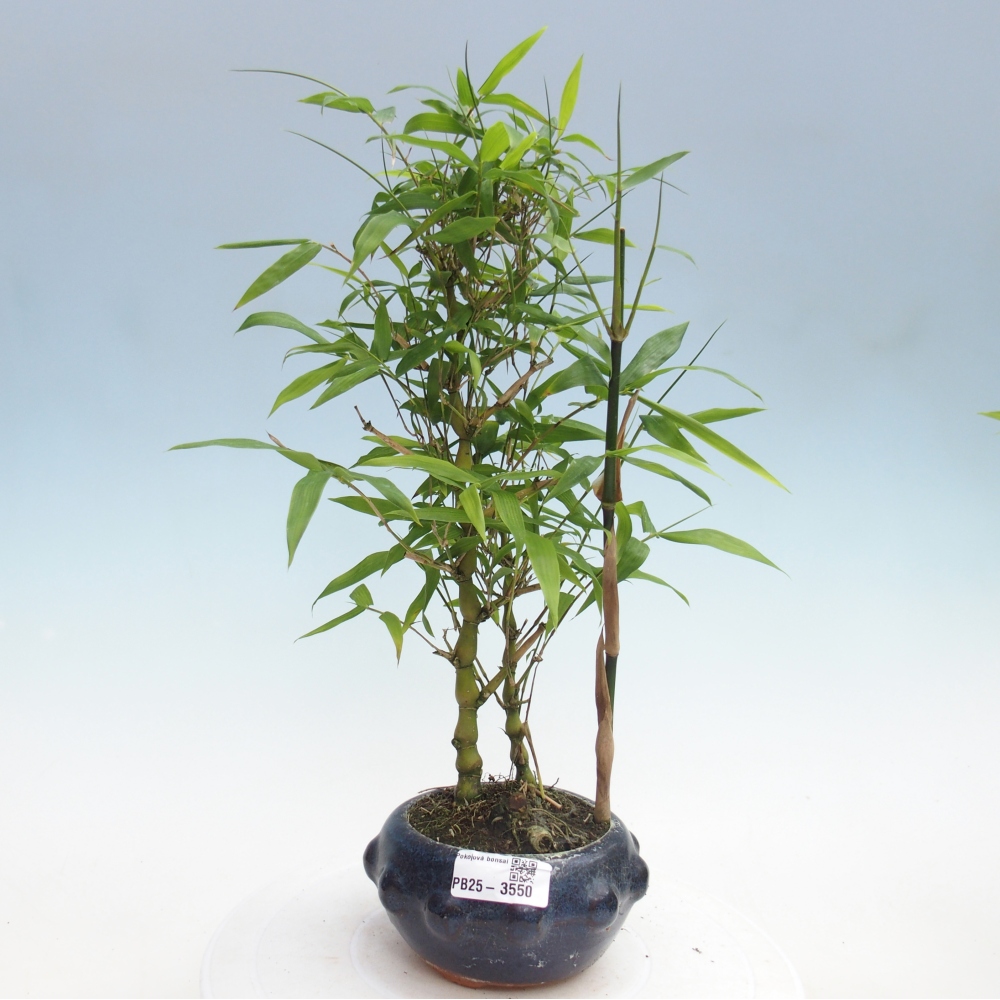 Izbové bonsaje - Bambusové brucho - Bambusové brucho
