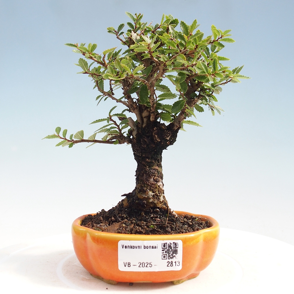 Vonkajšie bonsai - Zelkova - Zelkova Nirom