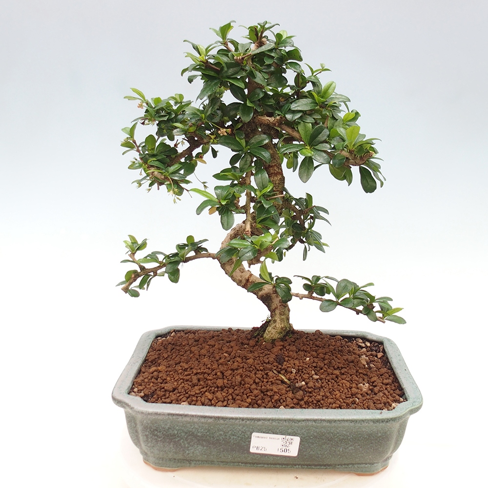 Izbová bonsai - Carmona macrophylla - Čaj fuki