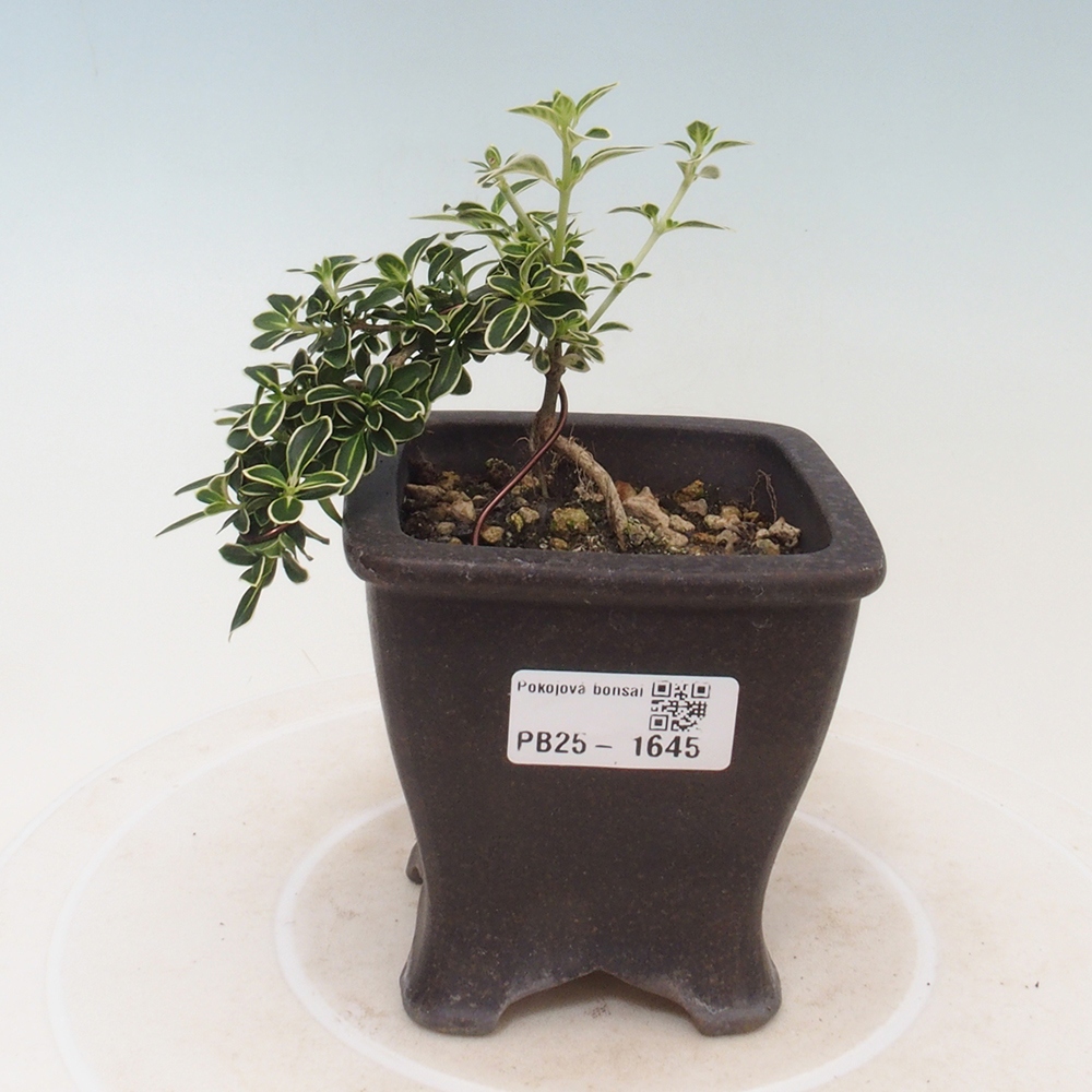 Izbová bonsai - Serissa foetida Variegata - Strom tisíce hviezd