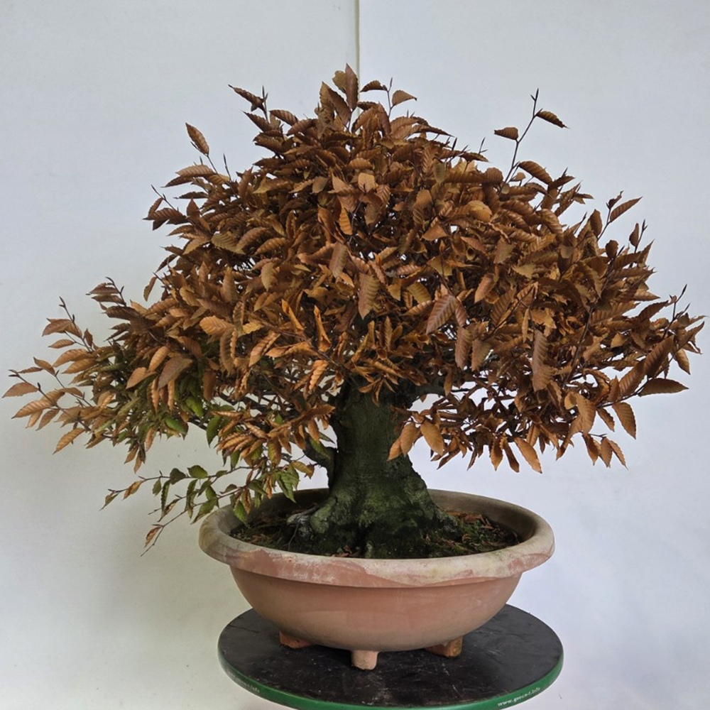 Vonkajšie bonsai -Fagus crenata