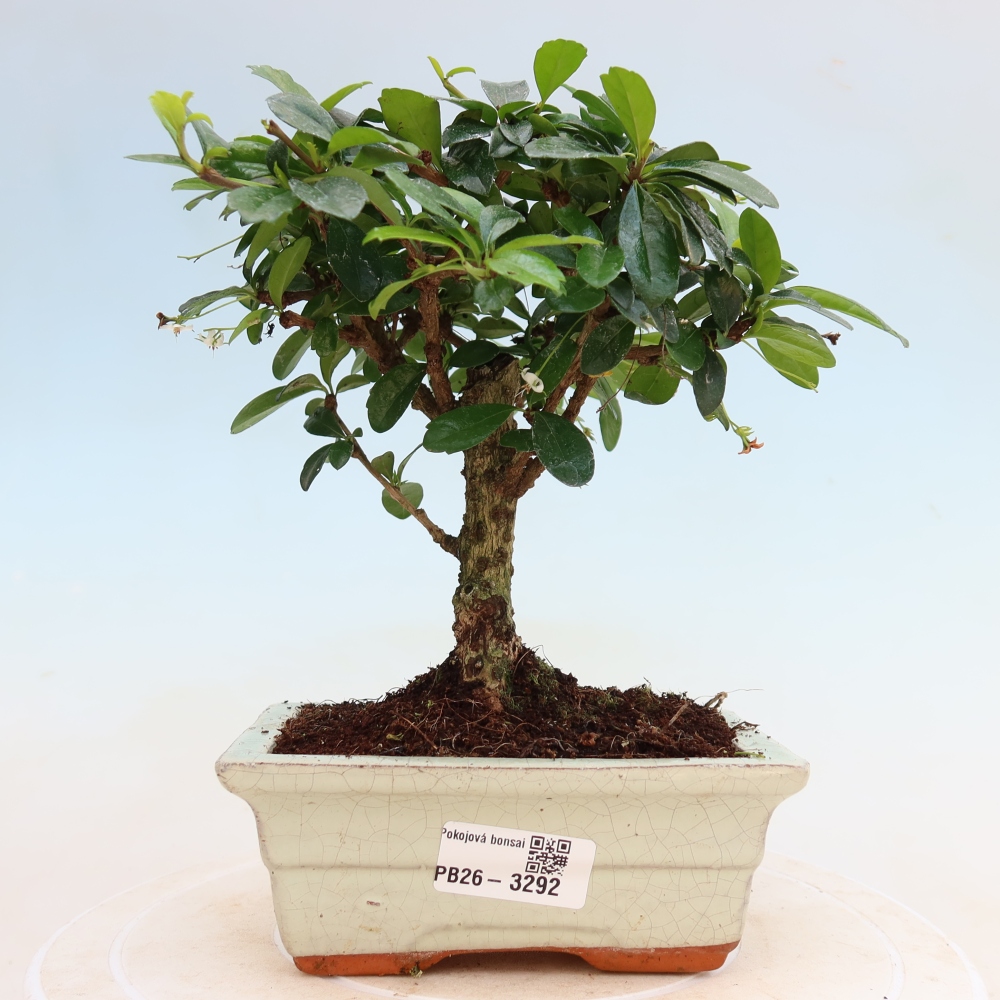 Izbové bonsaje - Carmona macrophylla - Tea fuki