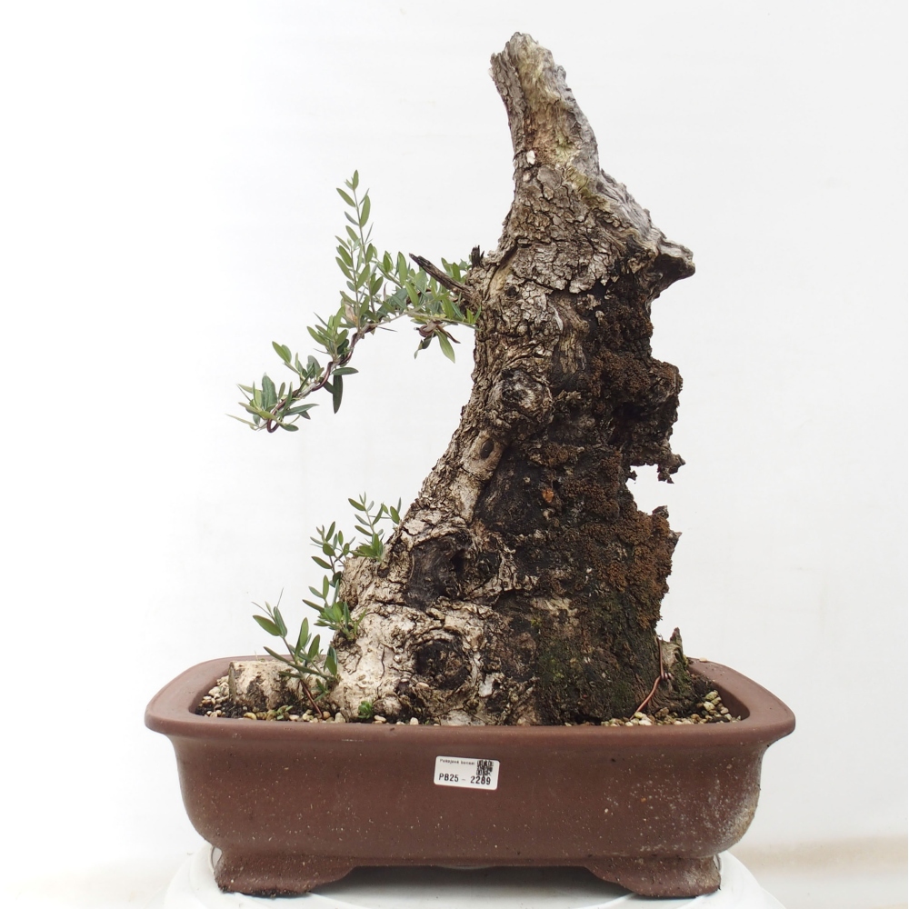 Izbová bonsai - Olea europaea sylvestris -Oliva evropská drobnolistá