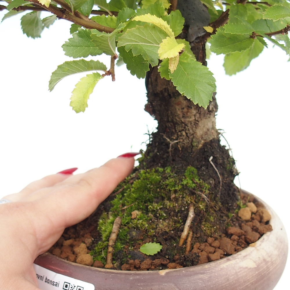 Vonkajšie bonsai - Zelkova - Zelkova Nirom