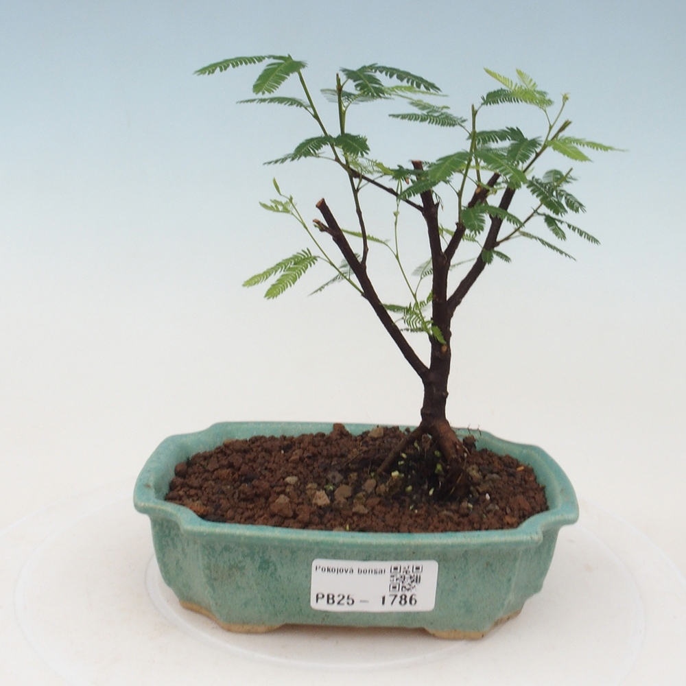 Izbová bonsai-Calliandra surinamensis Dixie Pink-Kaliandra Suriámska