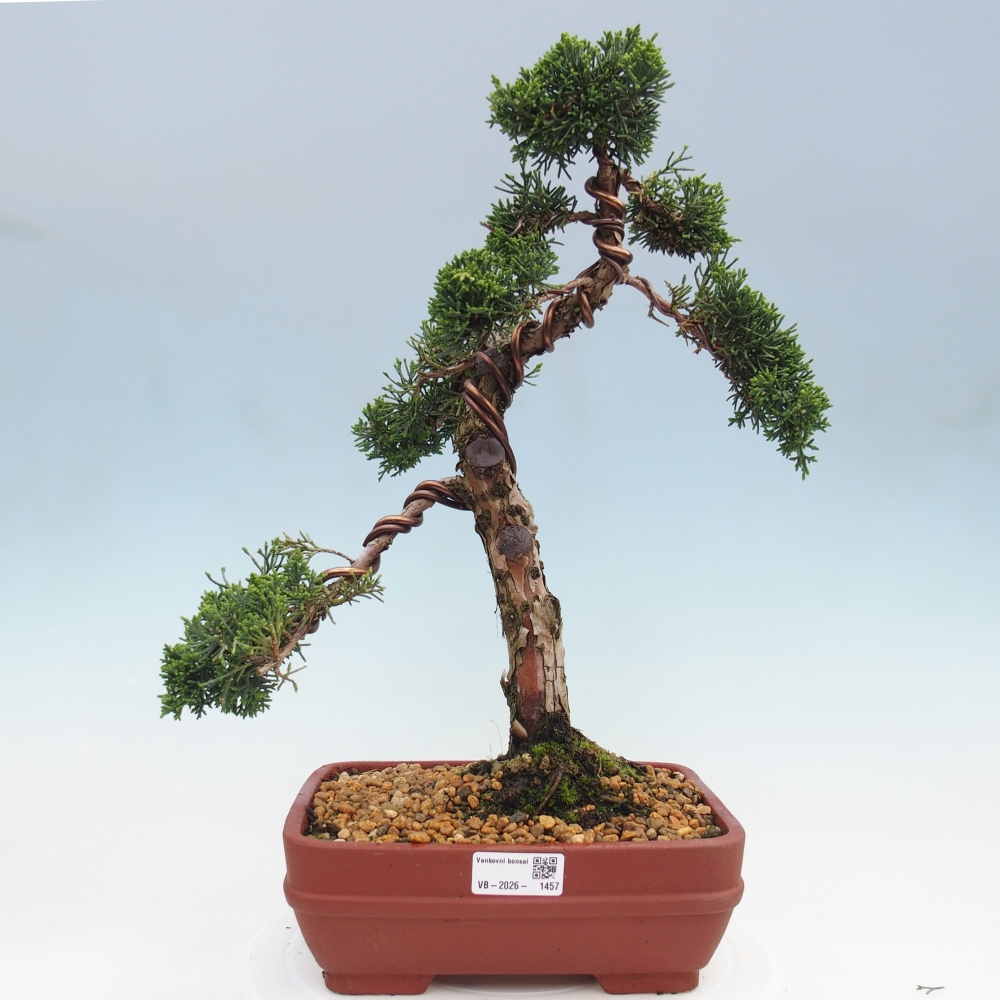 Vonkajší bonsaj - Juniperus chinensis Kishu