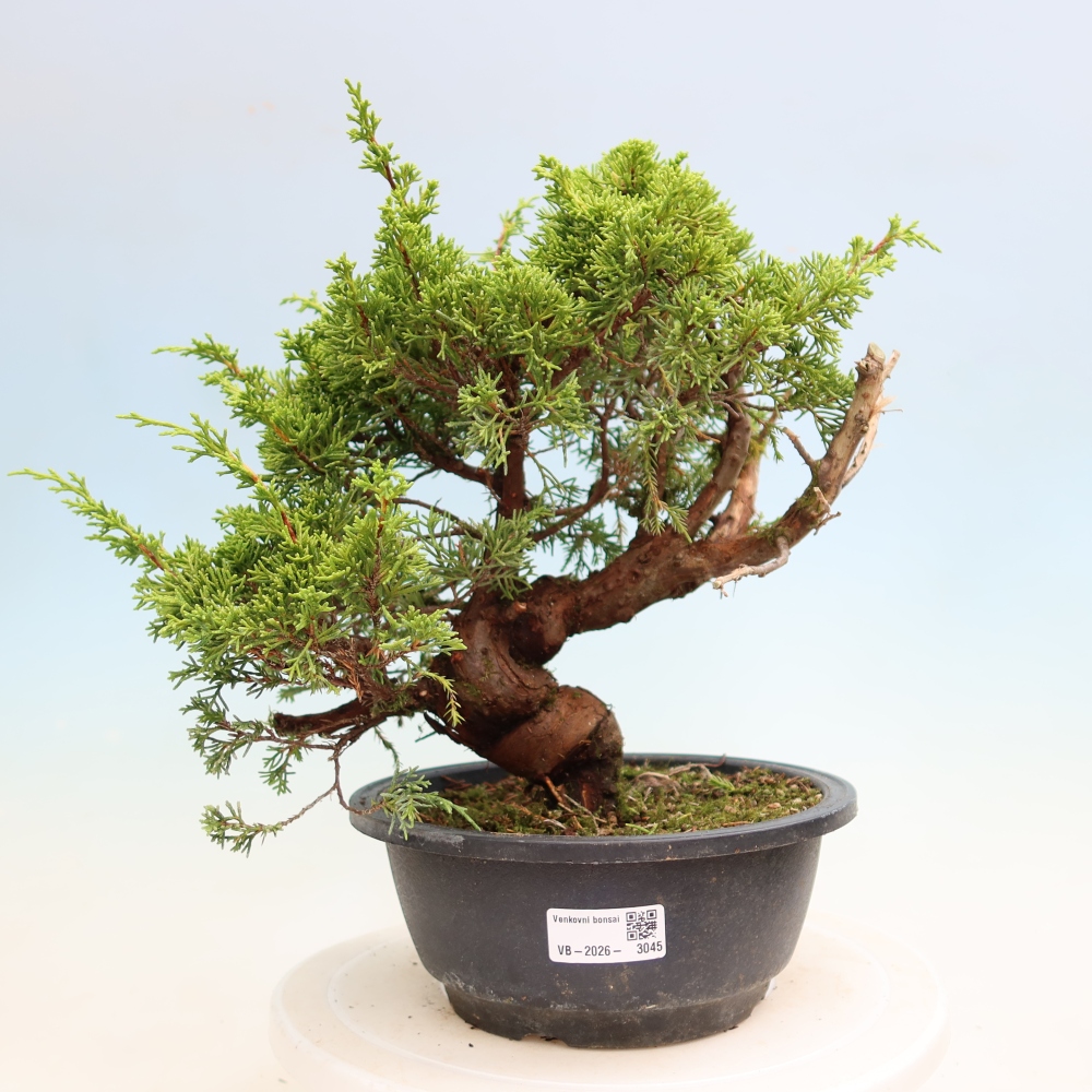Vonkajší bonsai – Juniperus chinensis Itoigawa – čínsky jalovec