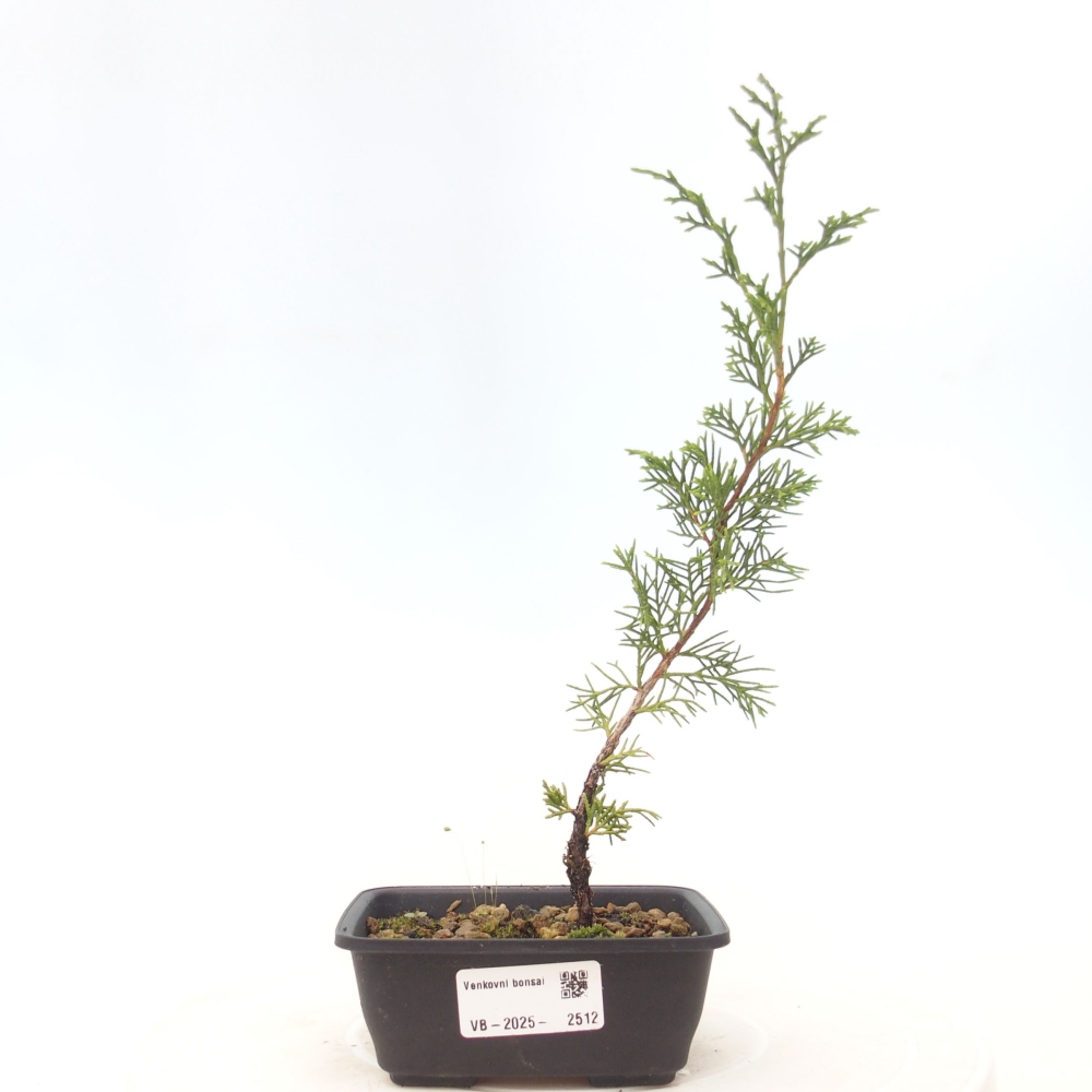 Vonkajší bonsai - Juniperus chinensis Itoigawa -Jalovec čínsky