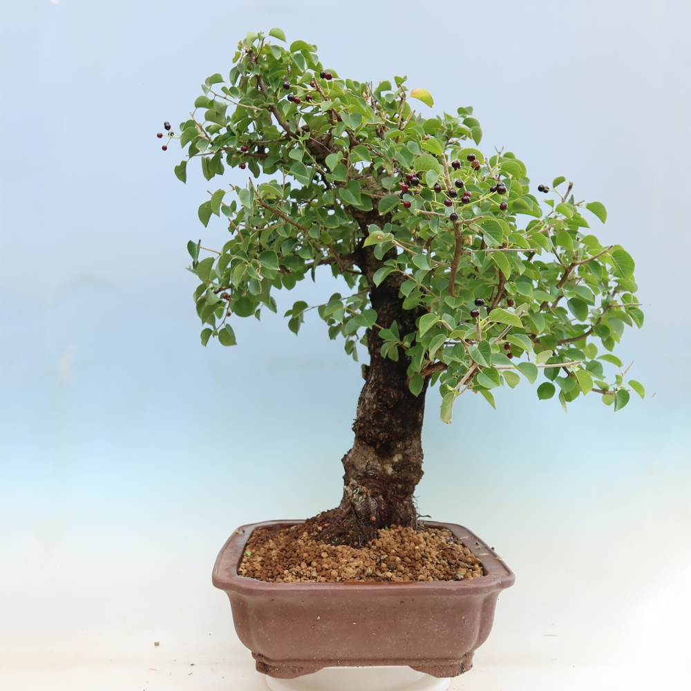 Vonkajší bonsai – Mahalebka – Prunus mahaleb