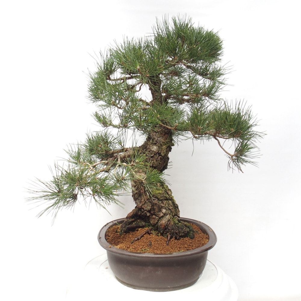 Vonkajšie bonsai - Pinus thunbergii - Borovica thunbergova