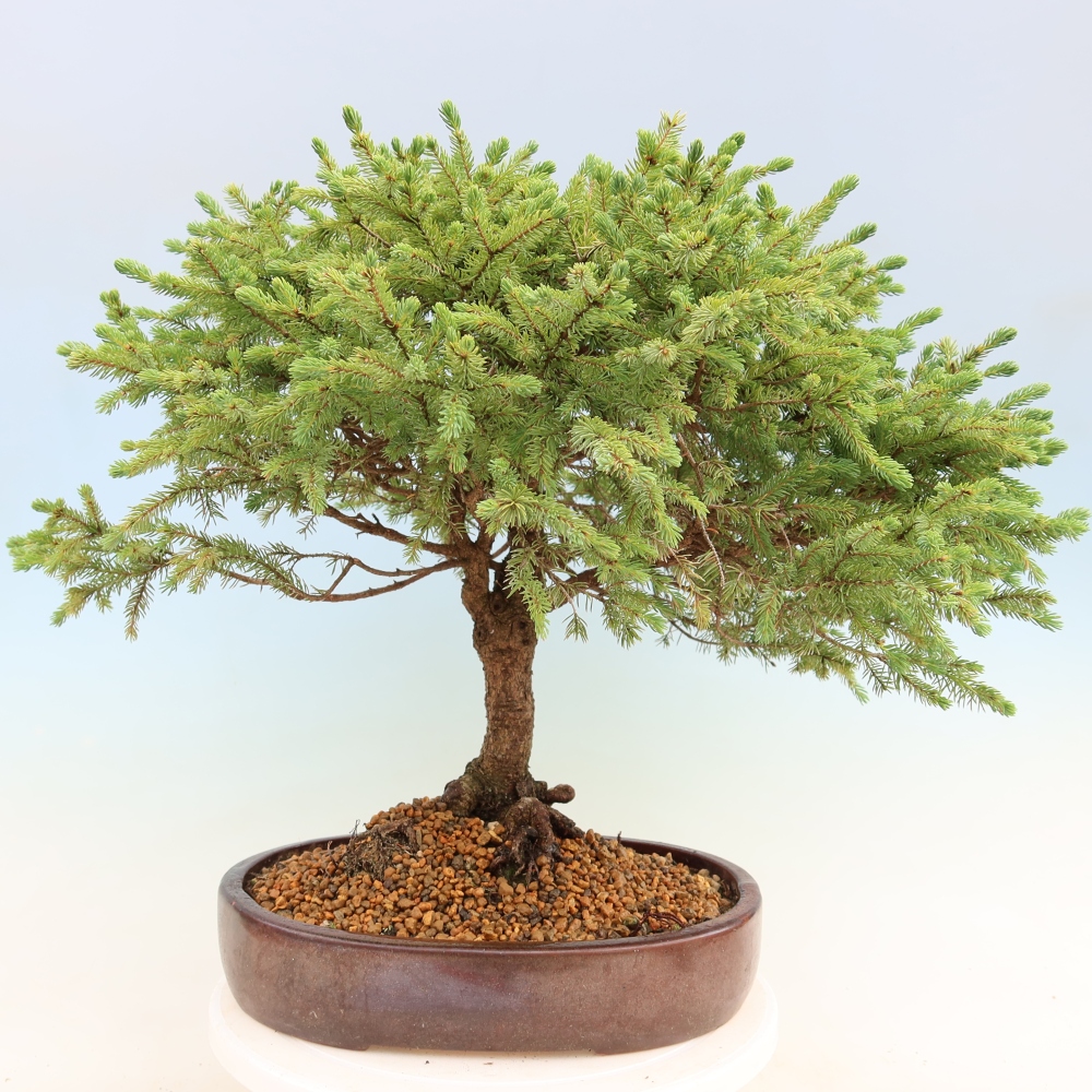 Vonkajší bonsai – Picea glauca Echiniformis – Smrek sivý