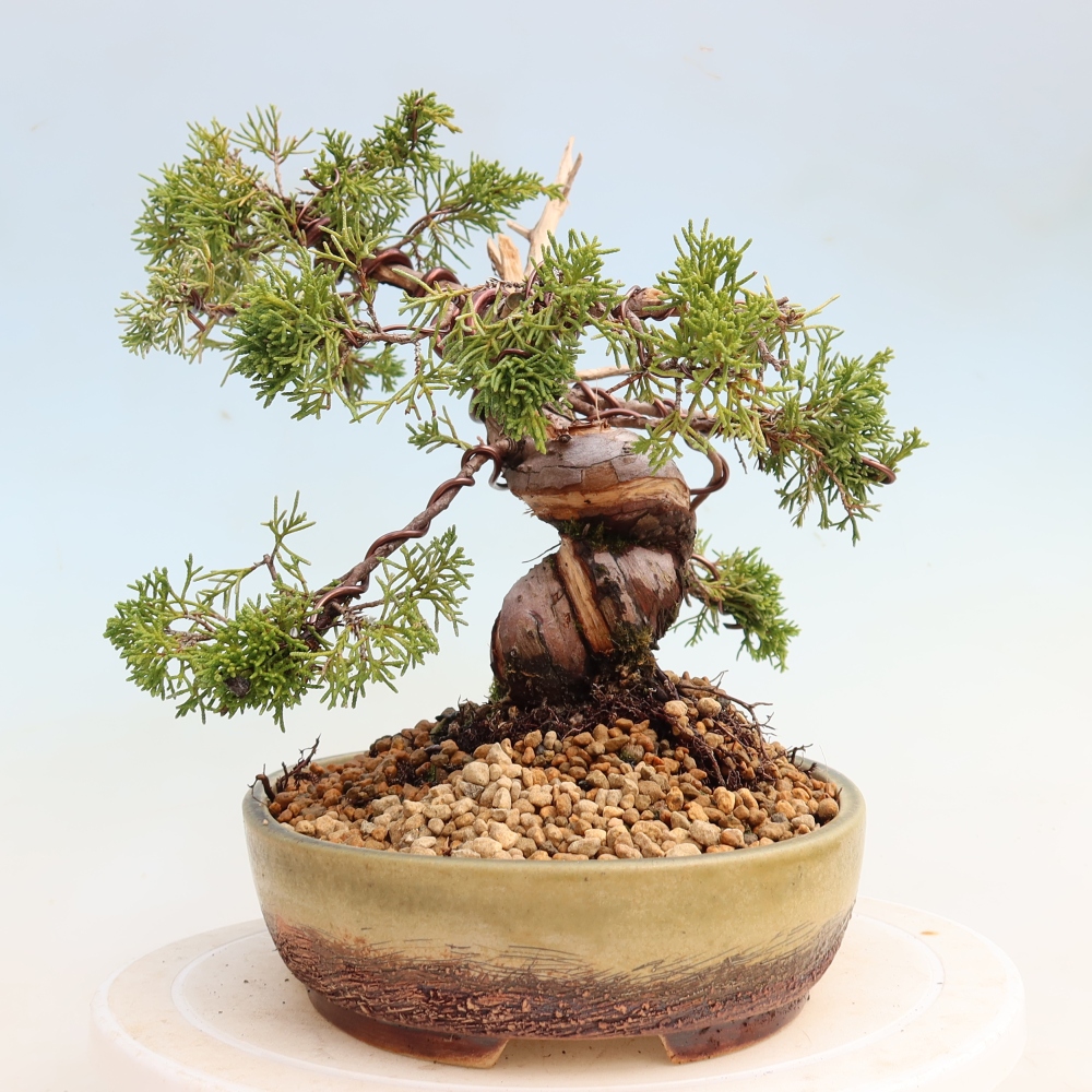 Vonkajší bonsai – Juniperus chinensis Itoigawa – čínsky jalovec