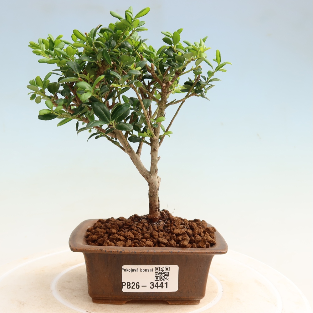Izbový bonsaj - Ilex crenata - Cesmína