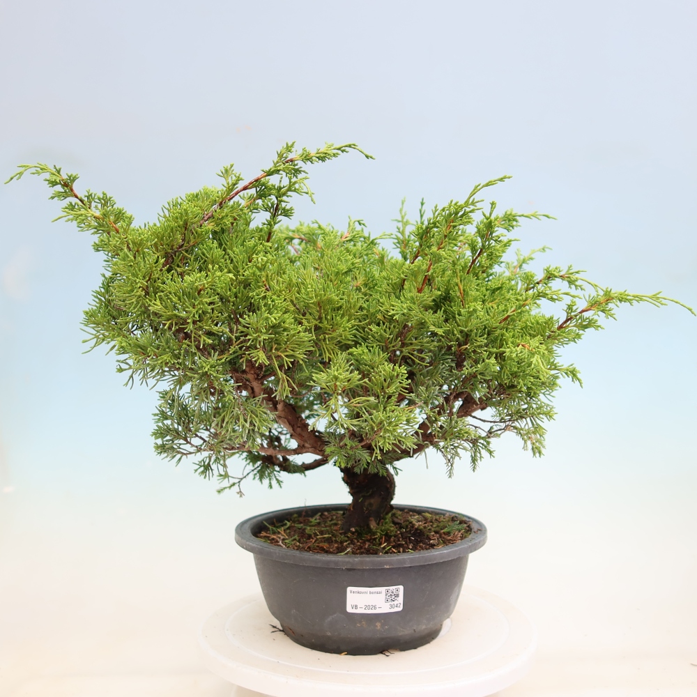 Vonkajší bonsai – Juniperus chinensis Itoigawa – čínsky jalovec