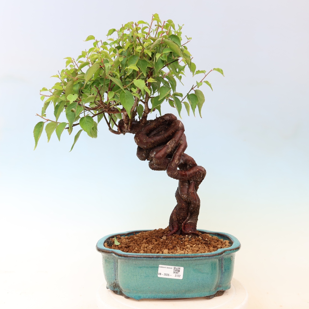 Vonkajšie bonsaje – Japonská marhuľa – Prunus Mume