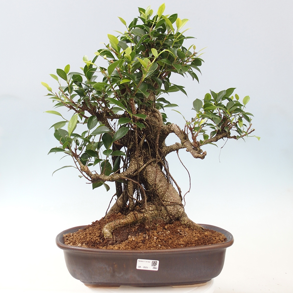 Izbový bonsaj - Ficus kimmen - drobnolistý fikus - len osobný odber alebo preprava na paletách