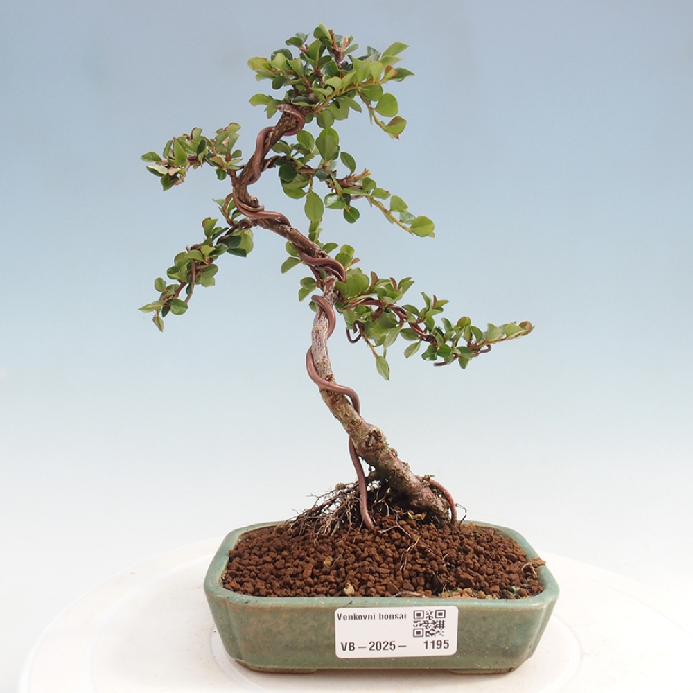 Vonkajší bonsai-Cotoneaster horizontalis - Skalník