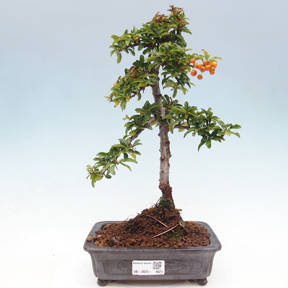 Vonkajšie bonsaje-Pyracantha Teton -Hlox
