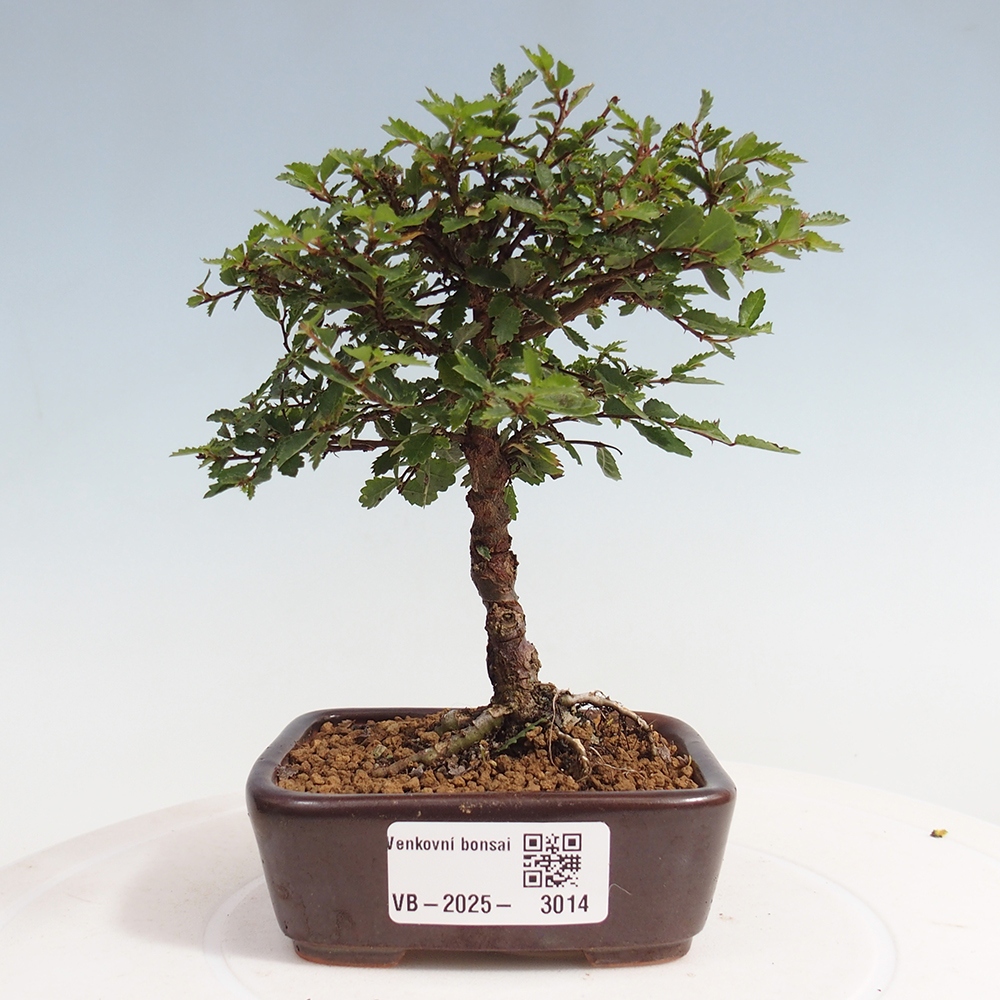 Vonkajší bonsai - Ulmus parvifolia Sagei - Malolistý brest