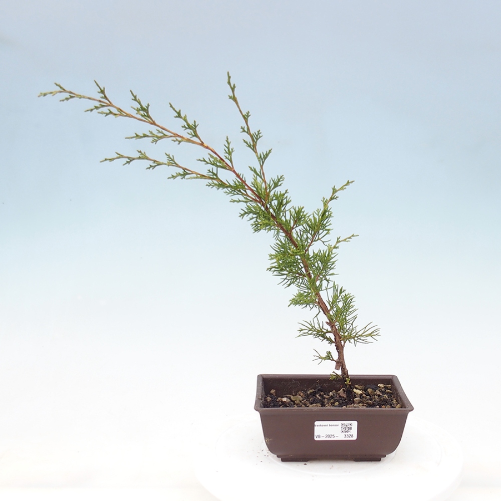 Vonkajší bonsai - Juniperus chinensis Itoigawa -Jalovec čínsky