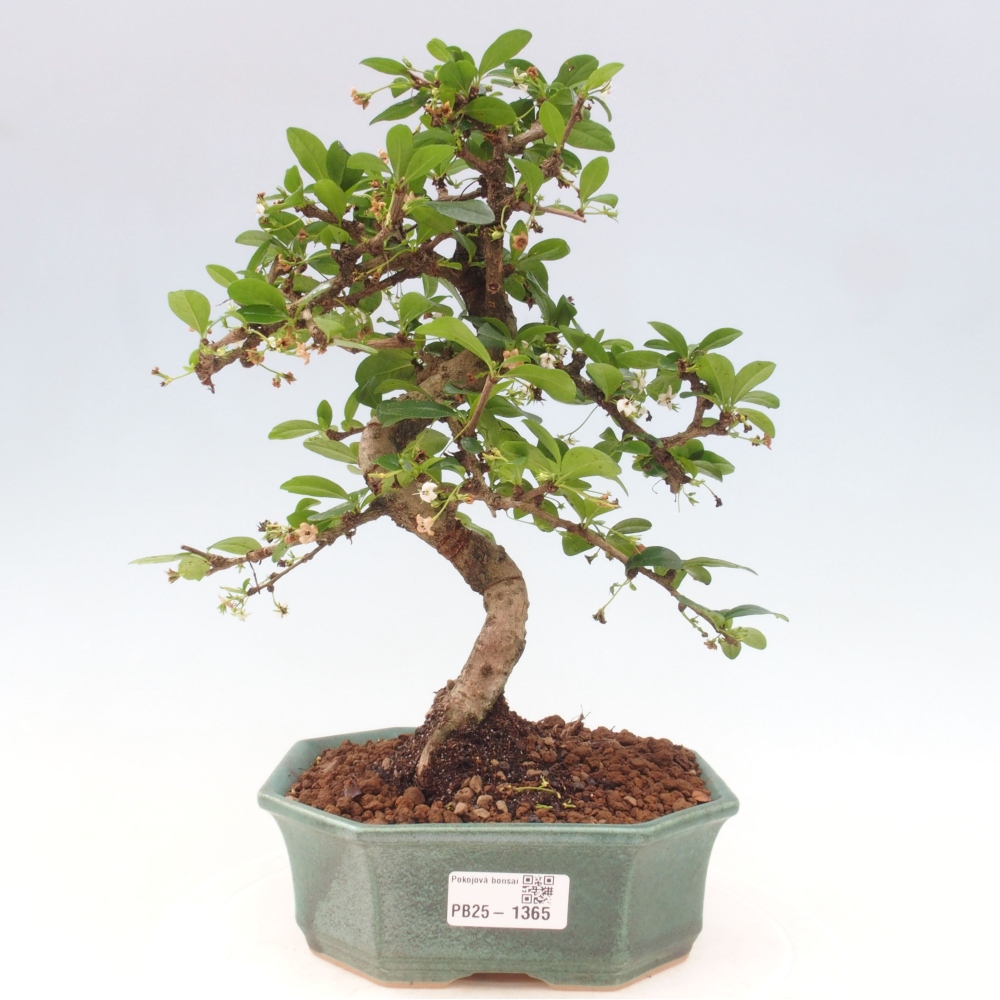 Izbová bonsai - Carmona macrophylla - Čaj fuki