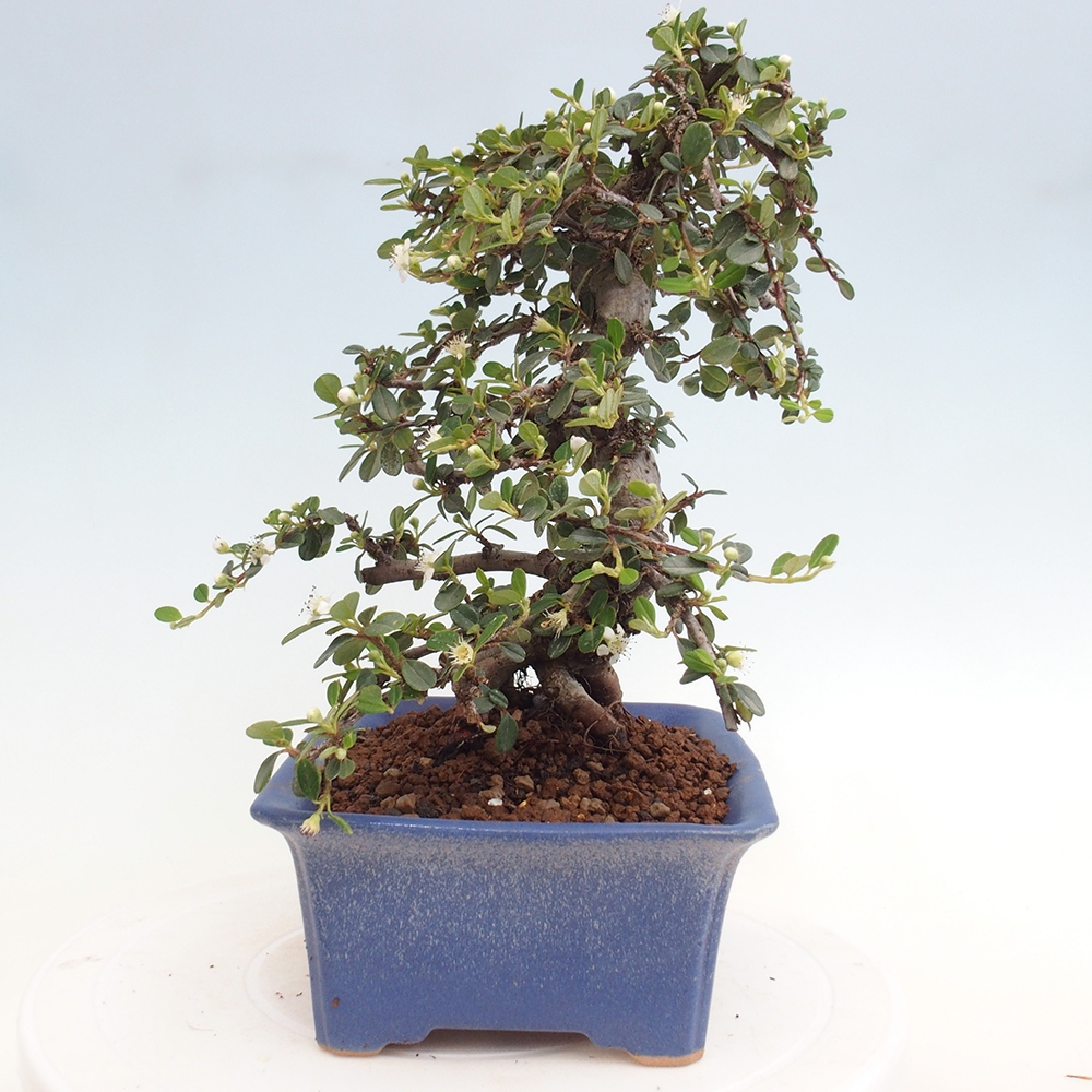 Vonkajší bonsai-Cotoneaster dammeri - Skalník Damerov