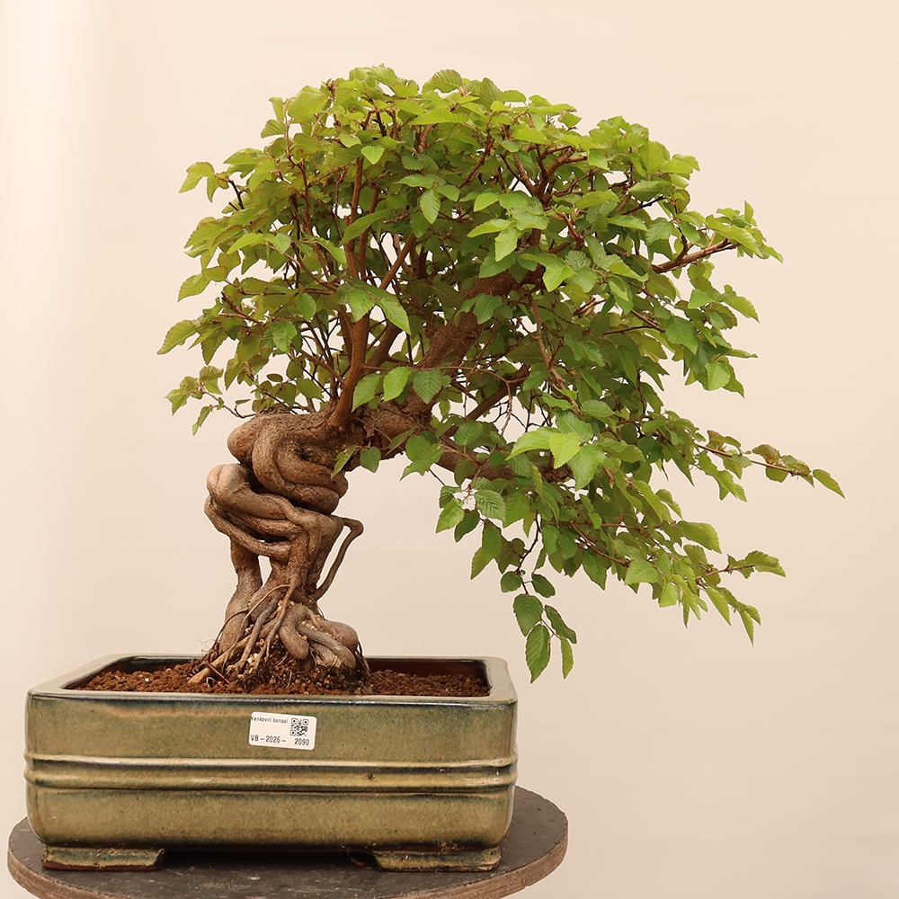 Vonkajší bonsai -Carpinus Coreana - Hrab kórejský