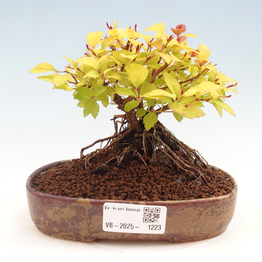 Vonkajší bonsai - tavoľník - Spirae Aurea