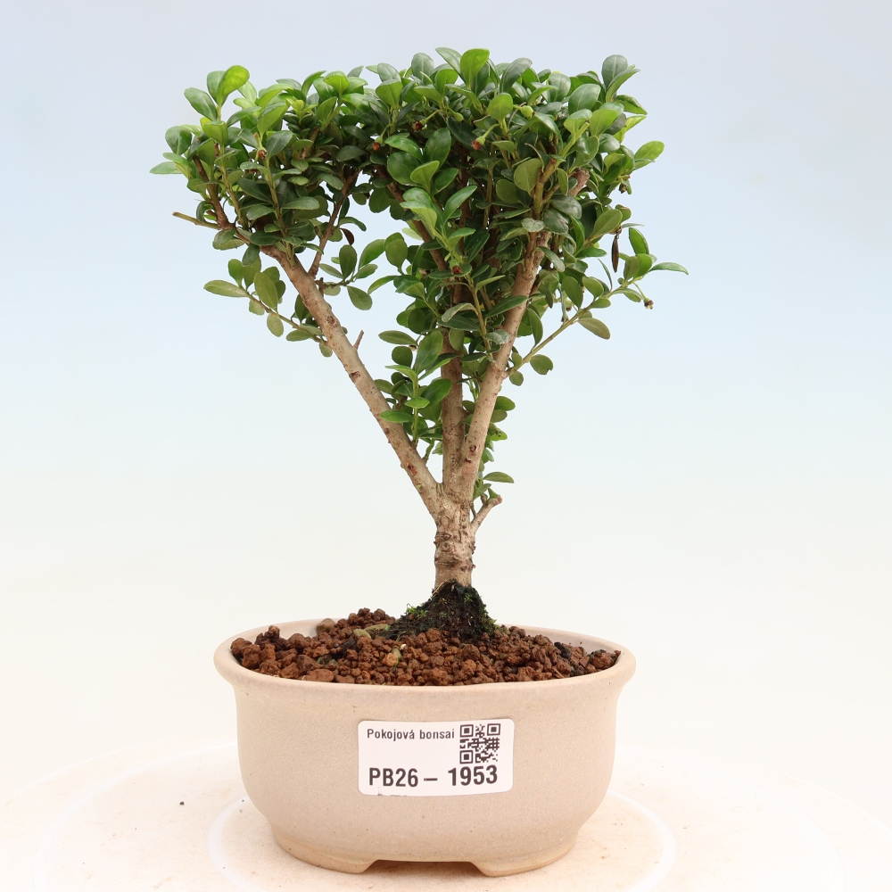 Izbový bonsaj - Ilex crenata - Cesmína