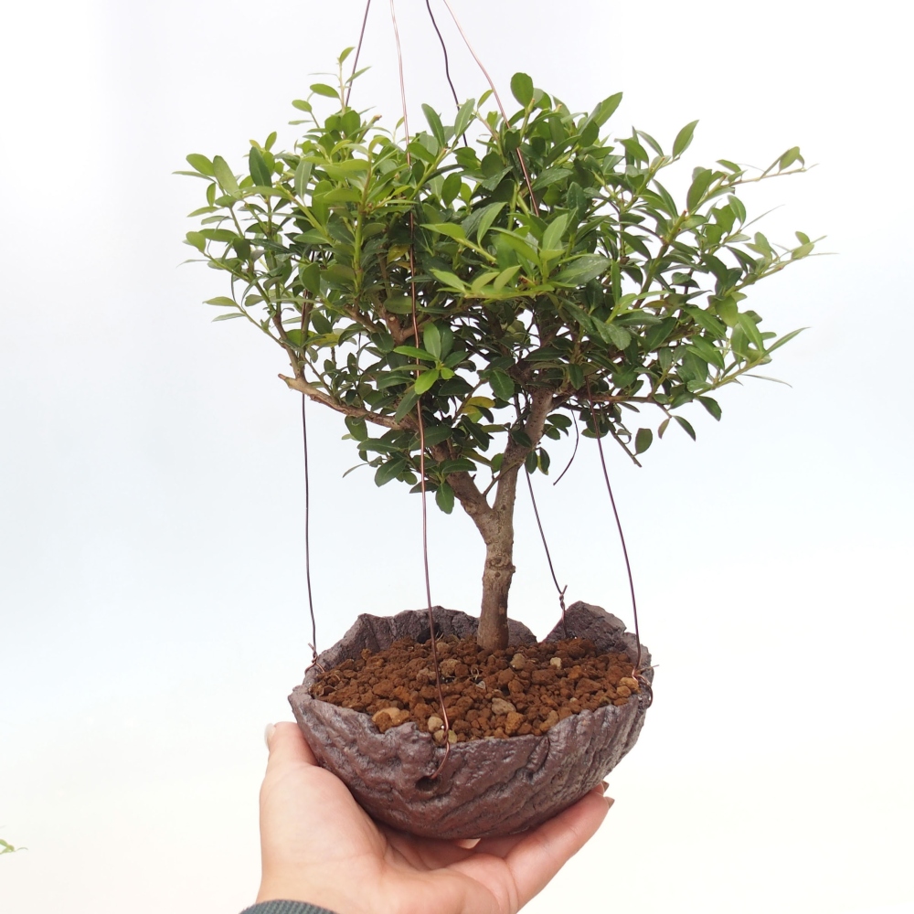Kokedama v keramike - Ilex crenata - Cezmína