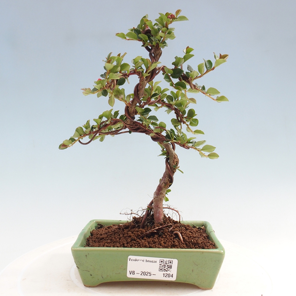 Vonkajší bonsai-Cotoneaster horizontalis - Skalník