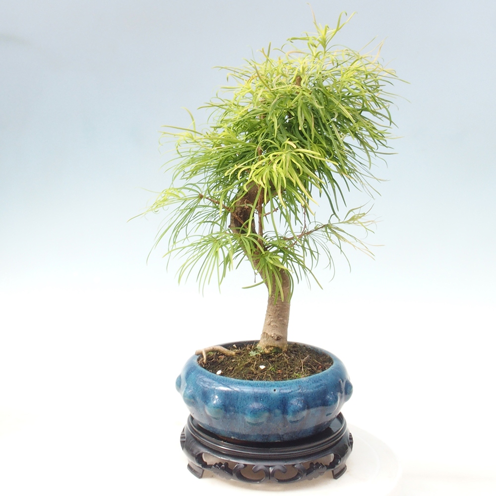 Bonsai stolík plastový okrúhly 21 x 21 x 5  cm, farba čierna