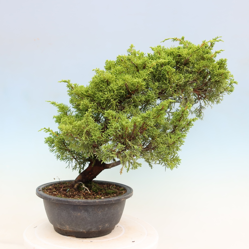 Vonkajší bonsai – Juniperus chinensis Itoigawa – čínsky jalovec
