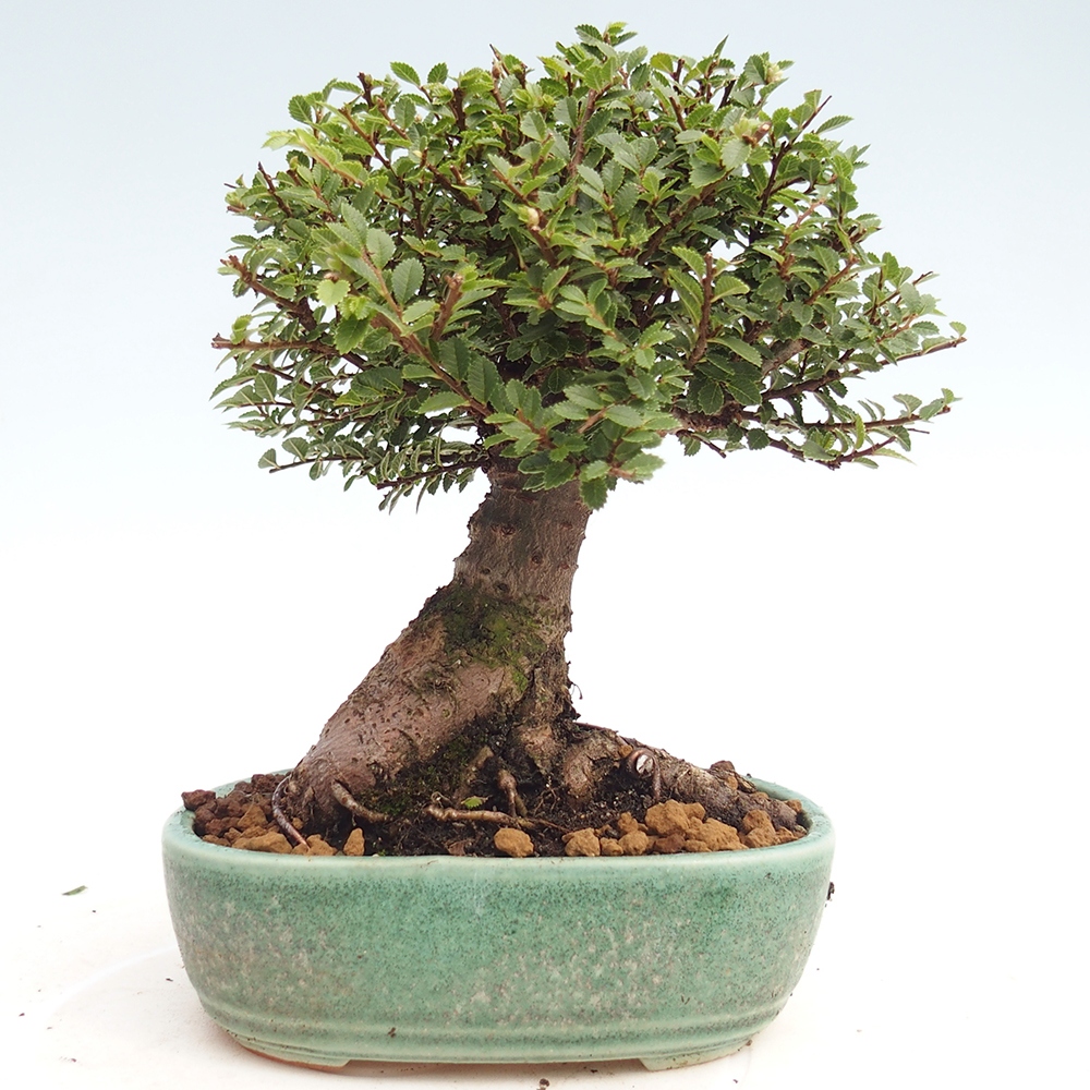Vonkajší bonsai - Ulmus parvifolia Hokkaido - brest Čínsky