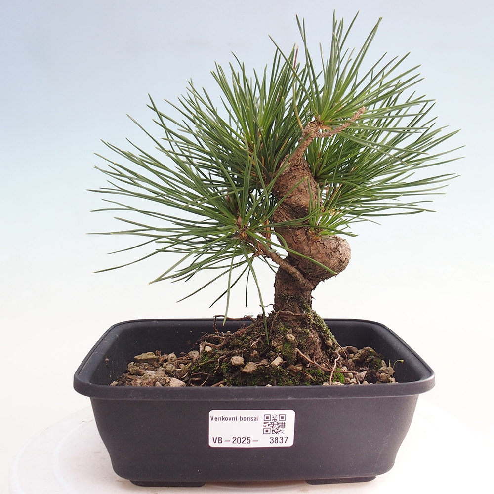 Vonkajšie bonsaje - Pinus thunbergii - borovica Thunbergova