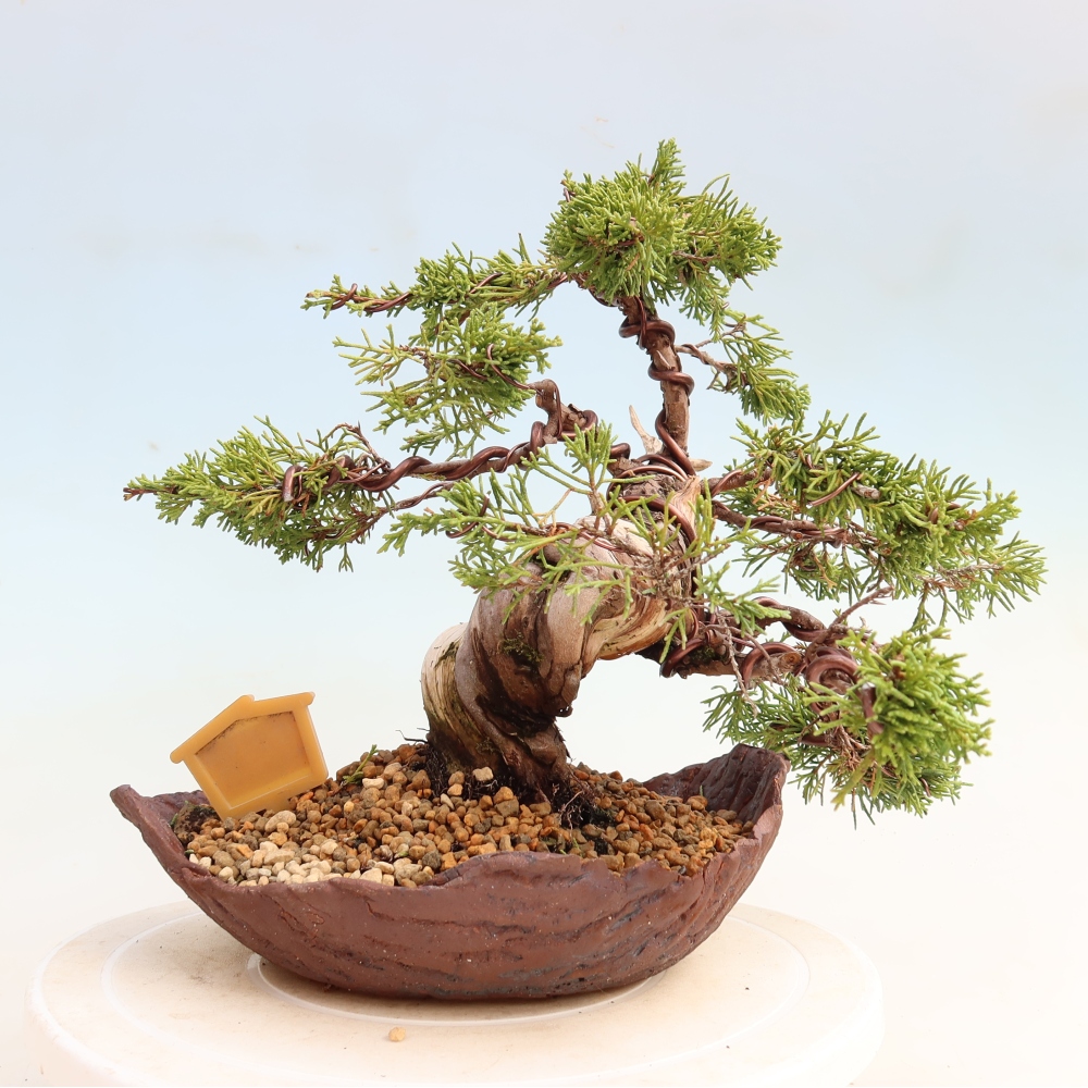 Vonkajší bonsai – Juniperus chinensis Itoigawa – čínsky jalovec