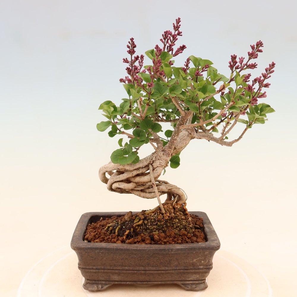Vonkajší bonsaj - Syringa microphylla - drobnokvetý šeřík