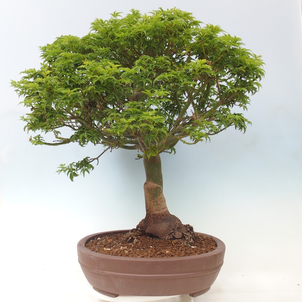 Vonkajšia bonsaj -Javorská palma Acer palmatum Shishigashira