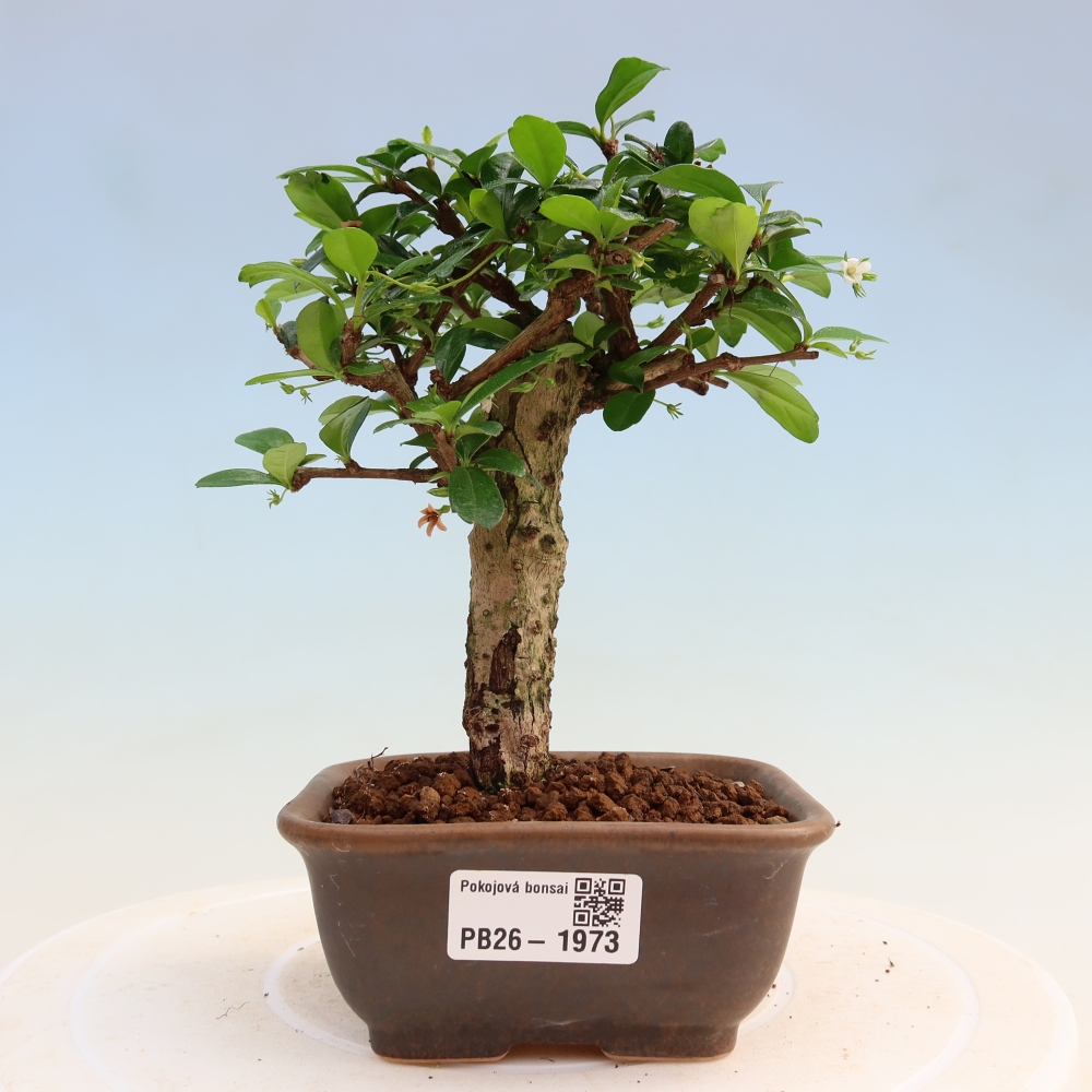 Izbové bonsaje - Carmona macrophylla - Tea fuki