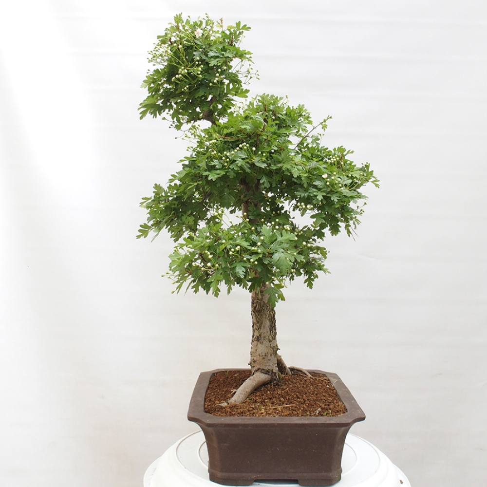 Vonkajší bonsai - Hloh - Crataegus monogyna
