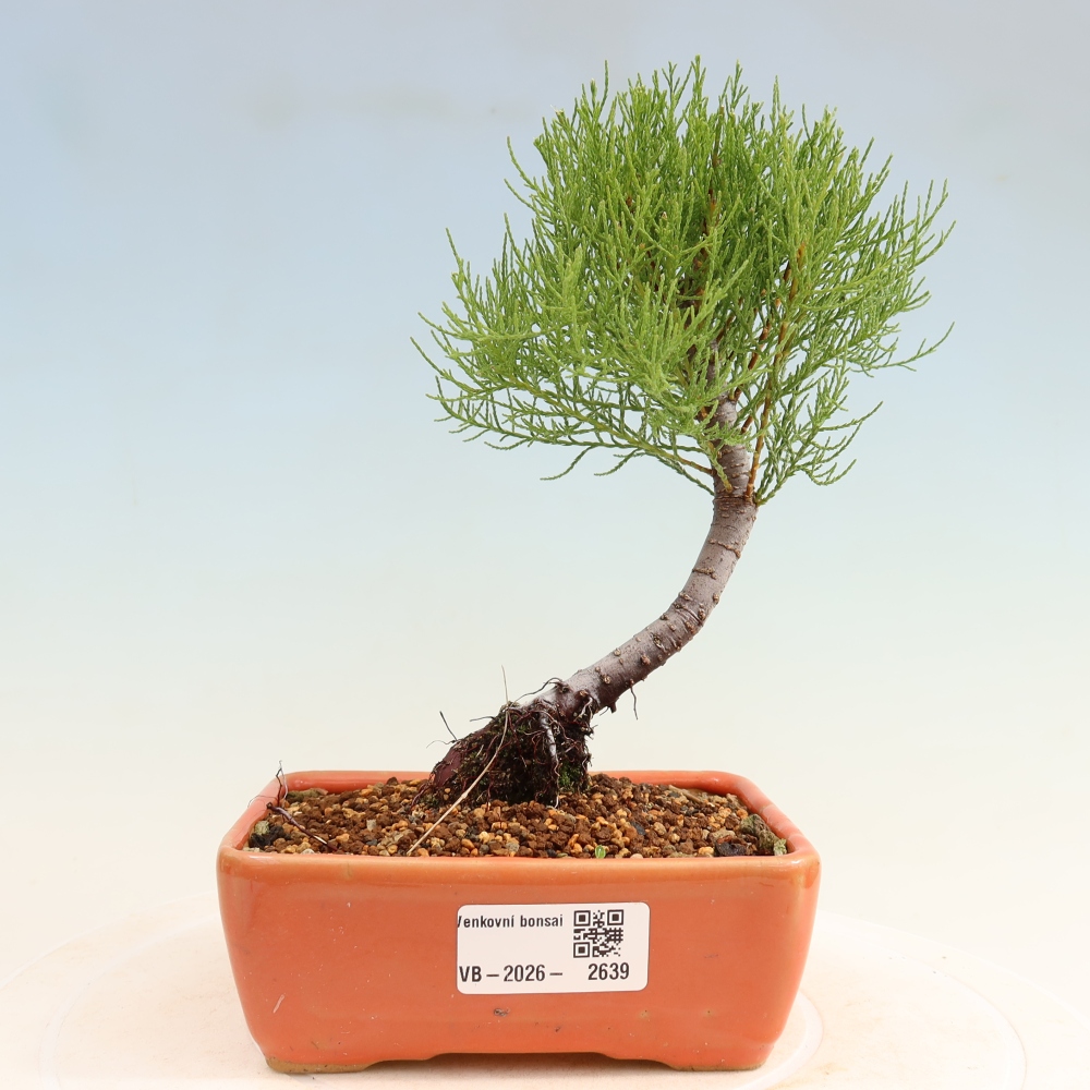 Vonkajšie bonsaje – Tamaryšek – Tamarix